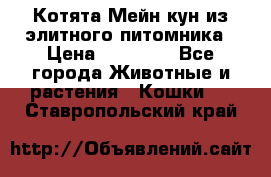 Котята Мейн-кун из элитного питомника › Цена ­ 20 000 - Все города Животные и растения » Кошки   . Ставропольский край